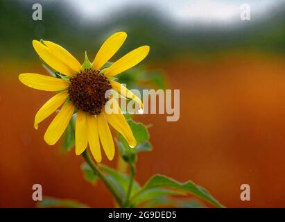 Tournesols le jour de la pluie le matin Banque D'Images