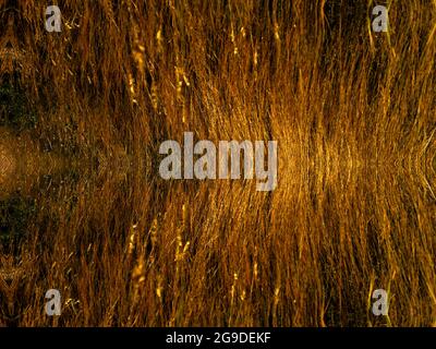 arrière-plan de motif kaléidoscopique de texture Banque D'Images