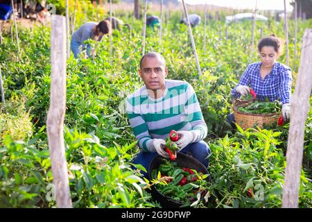 Ouvrier agricole qui récolte des poivrons sur le champ de légumes Banque D'Images