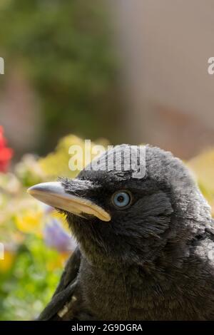 Jackdaw (Corvus monedula). Juvénile. Jeune oiseau naissant. Membre de la famille du corbeau. Passerine. Goupe jaune pâle à la base du bec Banque D'Images