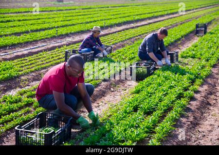 Un agriculteur afro-américain récolte une roquette de jardin dans une plantation agricole Banque D'Images