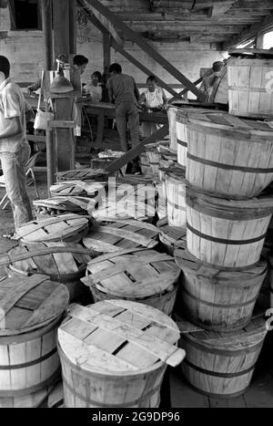 Fondée par Albert Turner en 1967 pour permettre aux habitants noirs du sud de posséder et d'entretenir leurs propres terres, la Southwest Alabama Farmers Cooperative Association (SWAFCA) a été la première entreprise de coopératives agricoles à propriété noire. Il s'agissait d'un développement important mais largement négligé dans le domaine des droits civils dans le sud profond. Banque D'Images