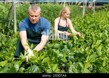 L'homme et la femme horticultes organisant des épinards de vigne Banque D'Images