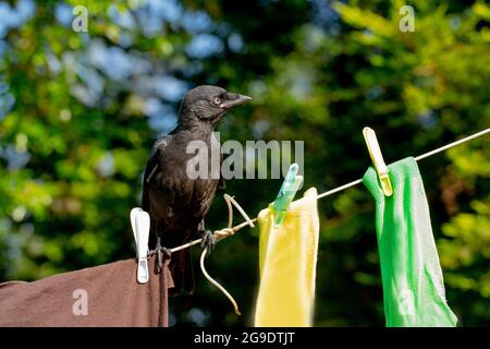 Jackdaw (Corvus monedula). Oiseau juvénile.perché sur une ligne de lavage, sur le point d'enquêter sur les chevilles en plastique de couleur, tenant des vêtements de couleur Banque D'Images