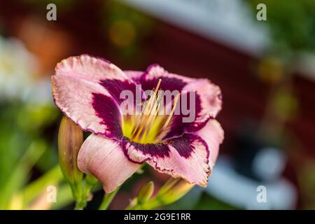 De demander "l'éternité", l'hémérocalle (Hemerocallis) Daglilja Banque D'Images