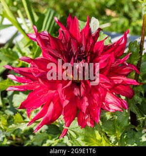 'Taum Sauk' semi-cactus dahlia, semi Kaktus dahlia (Dahlia x hortensis) Banque D'Images