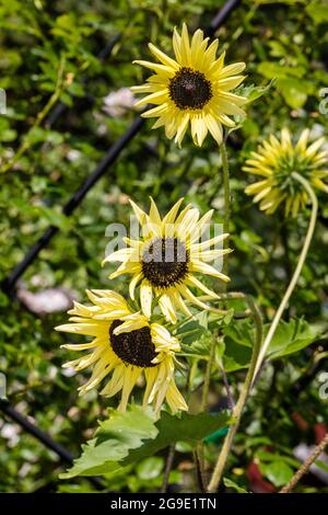 'Crème glacée' Cucumberleaf tournesol, Miniatyrsoros (Helianthus abellis) Banque D'Images