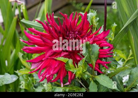 'Taum Sauk' semi-cactus dahlia, semi Kaktus dahlia (Dahlia x hortensis) Banque D'Images