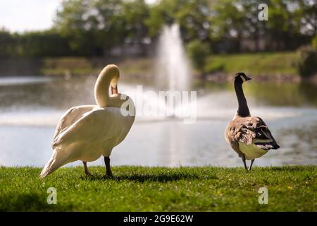 De magnifiques cygnes sur le terrain herbacé au bord du lac dans un parc Banque D'Images