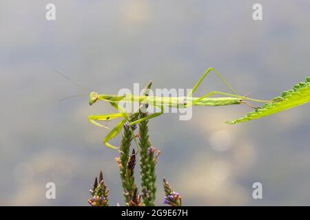 La mante de prière (Tenodera sinensis) sur des fleurs bleues (Verbena hastata) en Iowa Banque D'Images
