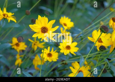 Les fleurs d'artichaut de Jérusalem poussent dans le jardin. Fleurs jaunes vives sur fond flou. Helianthus tuberosus L. Banque D'Images