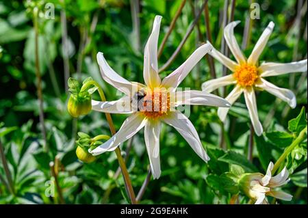 Bumblebee sur beau blanc et jaune fleur Honka fragile Banque D'Images