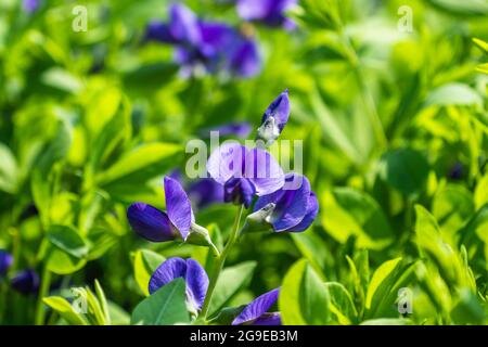 Baptizia Australis, communément appelé Blue Wild Indigo dans le jardin Banque D'Images