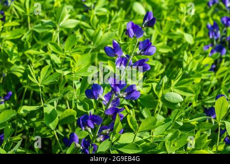 Baptizia Australis, communément appelé Blue Wild Indigo dans le jardin Banque D'Images