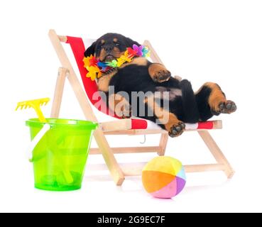 Chiot rottweiler in front of white background Banque D'Images