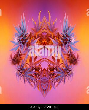 Affiche esthétique sur la marijuana. Couronne de fleurs de feuilles et de bourgeons de cannabis colorés. Magnifique cadre de mandala de chanvre violet et jaune. Bon pour l'affiche, l'impression, Banque D'Images