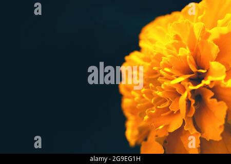 gros plan sur une fleur orange marigold sur fond sombre Banque D'Images