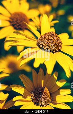 Le faux tournesol jaune pousse dans le jardin de fleurs d'été Banque D'Images