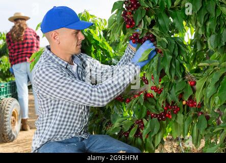 Fermier récolte de baies de cerises douces dans le verger Banque D'Images