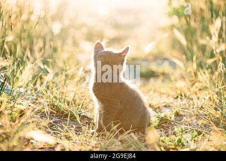 Un petit chaton gris est assis sur le sentier en été. Banque D'Images