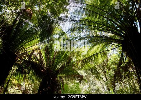 Fougères géantes (Dicksonia antarctique) dans la forêt tropicale tempérée, St Columba Falls, Tasmanie, Australie Banque D'Images