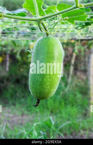 Courge de melon d'hiver en gros plan sous le loft à l'intérieur d'une ferme agricole Banque D'Images