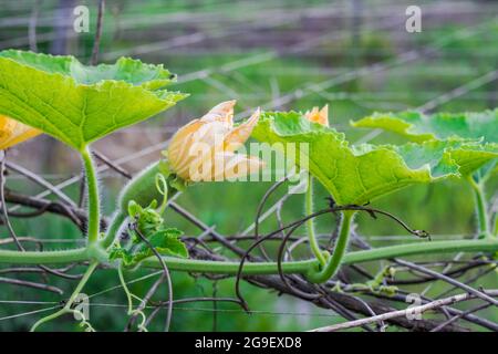 Courge de melon d'hiver nouveau-né avec fleur jaune poussant dans la ferme Banque D'Images