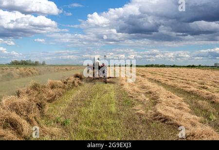 Vue arrière du tracteur ramassant le foin avec l'ancien peigne à roues dans le champ au printemps Banque D'Images