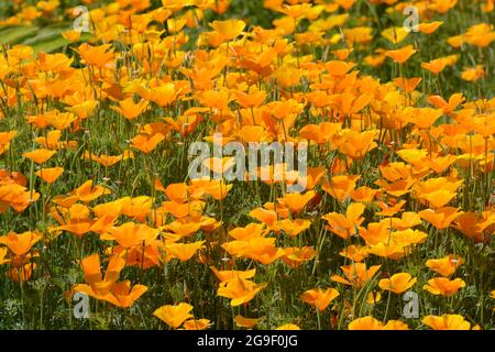 Un grand champ de Poppies californiennes Eschscholzia californica au soleil Banque D'Images