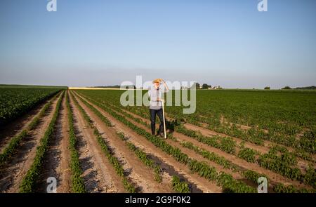 Agriculteur âgé se reposant sur la houe de jardinage dans le champ de poivre. Un vieil homme qui travaille sur le terrain salue son chapeau. Banque D'Images