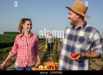 Une jeune agricultrice riait en portant une caisse de wodden avec un beau homme tenant la tomate. Agriculteur senior utilisant un arrosoir pour arroser les plantes derrière. Banque D'Images