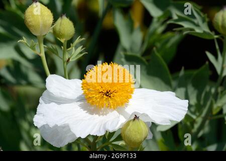 Coquelicot californien Rommney coulteri blanc pur avec des fleurs de coquelicot aux étamines jaunes Banque D'Images