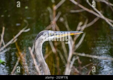 Grand héron tête juvénile en foyer Banque D'Images