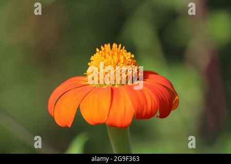 Tournesol mexicain gros plan, Tithonia diversifolia, couleur orange, Navi Mumbai, Maharashtra Banque D'Images