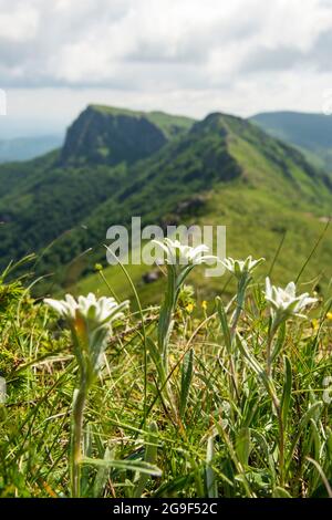 Leontopodium alpinum subsp. Nivalis edelweiss espèces de fleurs protégées à Kozya Stena Réserve de biosphère de l'UNESCO, Balkans centraux, Bulgarie, Europe Banque D'Images