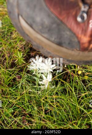 Leontopodium alpinum subsp. Nivalis edelweiss espèces de fleurs protégées à Kozya Stena Réserve de biosphère de l'UNESCO, Balkans centraux, Bulgarie, Europe Banque D'Images