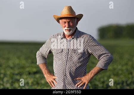 Agriculteurs matures surveillant les cultures dans le champ de soja. Agronome âgé avec les mains sur les hanches, portant un chapeau de paille et une chemise à motif écossais pour observer les récoltes. Banque D'Images