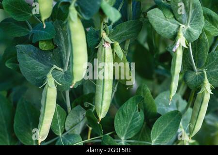 Gousses de pois verts sur la plante poussant dans le jardin Banque D'Images