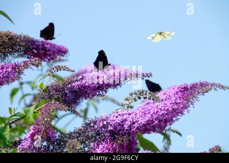 Papillons sur Buddleja Butterfly volant au-dessus de Butterfly Bush fleurs dans le jardin Bouddleja Butterfly sur Summer Lilas Butterfly sur fleur Buddleia Banque D'Images