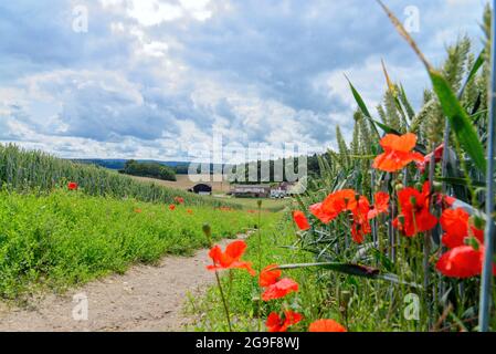 La campagne et les terres agricoles dans les collines de Surrey, près de Newlands Corner, avec des coquelicots rouges qui poussent par un sentier le jour de l'été, Angleterre Royaume-Uni Banque D'Images