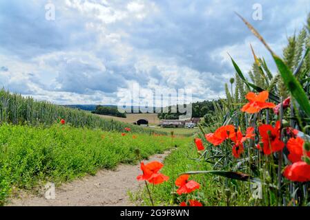 La campagne et les terres agricoles dans les collines de Surrey, près de Newlands Corner, avec des coquelicots rouges qui poussent par un sentier le jour de l'été, Angleterre Royaume-Uni Banque D'Images