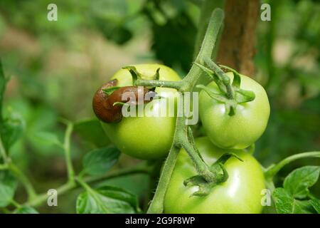 Le ravageur espagnol Arion vulgaris parasitizes d'escargot sur les feuilles de tomate fruits vert mûr Solanum lycopersicum feuilles de légumes ou de laitue de chou en mouvement Banque D'Images