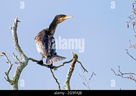 Grand Cormorant (Phalacrocorax carbo). Jeune perché sur une branche. Allemagne Banque D'Images