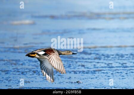 Gadwall commun (Mareca strespera). Drake en vol en hiver. Allemagne . Banque D'Images