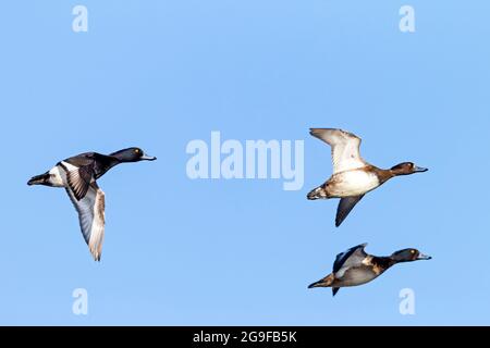 Canard touffeté (Aythya fuligula). Deux drakes et une femelle en vol. Allemagne Banque D'Images