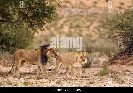 Lion africain (Panthera leo). Assez vieux Kalahari mâle et femelle à la manne noire avant l'accouplement. Désert de Kalahari, Parc transfrontalier de Kgalagadi, Afrique du Sud. Banque D'Images