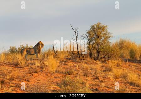 Lion africain (Panthera leo). Kalahari, homme à la manne noire, sur la crête d'une dune de sable herbacée, au dernier feu de la soirée. Désert de Kalahari, Parc transfrontalier de Kgalagadi, Afrique du Sud Banque D'Images