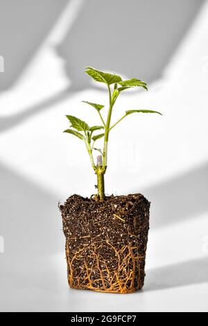 Le jeune germe vert d'un arbre de Paulownia est prêt pour la plantation. Magnifique arbre à croissance rapide qui gagne en popularité dans le monde entier. Prise de vue en studio. Banque D'Images