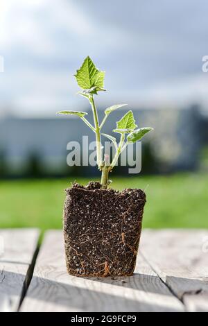 Le jeune germe vert d'un arbre de Paulownia est prêt pour la plantation. Magnifique arbre à croissance rapide qui gagne en popularité dans le monde entier. Banque D'Images