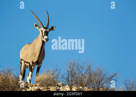 Gemsbok (Oryx gazella). Mâle sur une crête rocheuse. Désert de Kalahari, Parc transfrontalier de Kgalagadi, Afrique du Sud. Banque D'Images